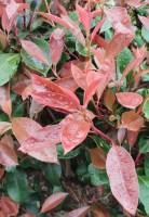 detalle de photinia red robin